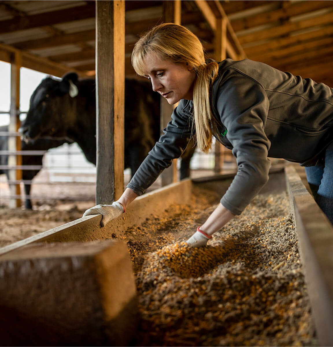 Woman preps grain for cattle in a barn