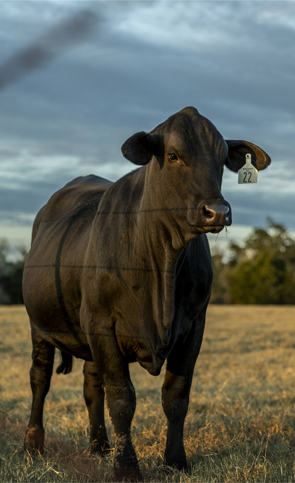 One cow with tagged ear at attention in a field
